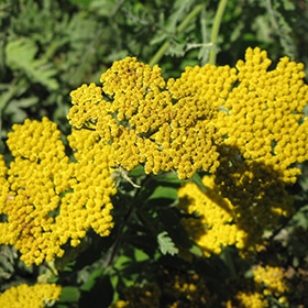 'Coronation Gold' Yarrow
