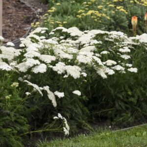 'Firefly Diamond' Yarrow