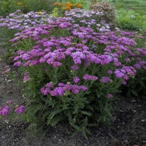 'Firefly Fuchsia' Yarrow