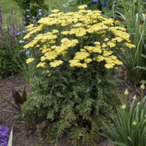 'Firefly Sunshine Yarrow'