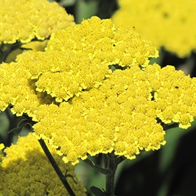 'Moonshine' Yarrow