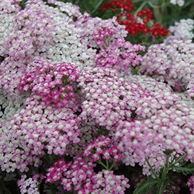 Oertel's Rose' Yarrow