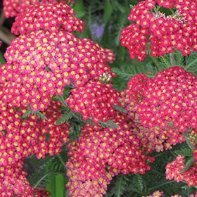 'Paprika' Yarrow #1