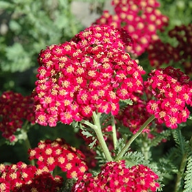 'Red Velvet' Yarrow