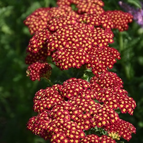 'Strawberry Seduction' Yarrow