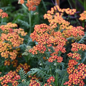 'Walter Funcke' Yarrow
