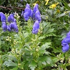 Monkshood