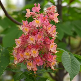Buckeye, 'Fort McNair' (Red)