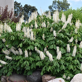 Buckeye, Bottlebrush