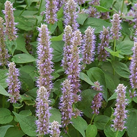 'Blue Fortune' Lavender Hyssop