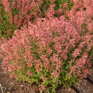 'Guava Lava' Anise Hyssop