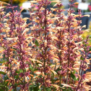 'Queen Nectarine' Anise Hyssop #1