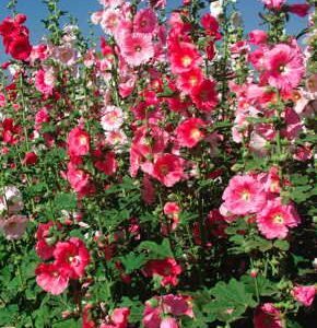 'Indian Spring' Hollyhock