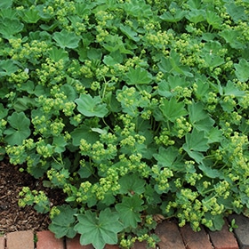 Thriller' Lady's Mantle