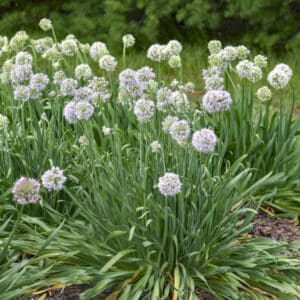 'Bobblehead' Allium
