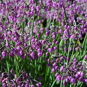 Nodding Onion