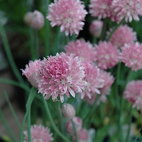 'Forescate' Chives