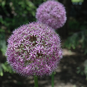 Globemaster Ornamental Onion