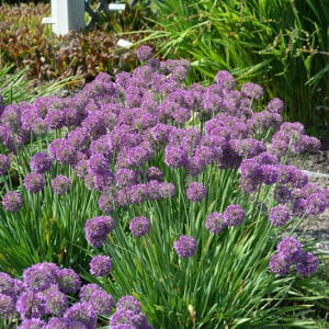 'Lavender Bubbles' Allium