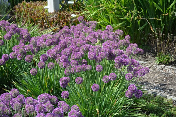 'Lavender Bubbles' Allium #1
