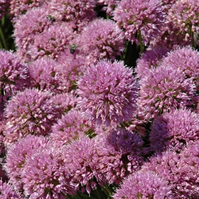 Millenium Ornamental Onion