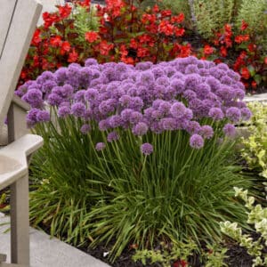 'Serendipity' Ornamental Onion