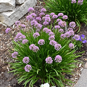 'Summer Beauty' Ornamental Onion