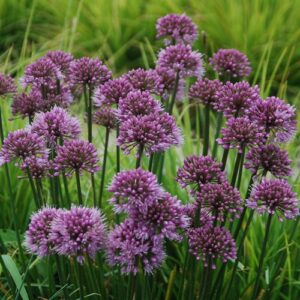 'Windy City' Ornamental Onion