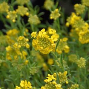 'Golden Spring' Alyssum
