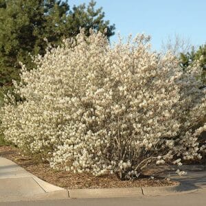 Serviceberry, Shadblow
