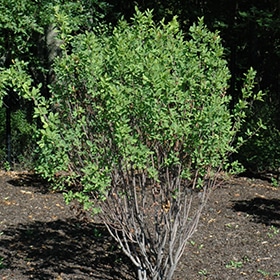 Serviceberry, Shadblow 'Rainbow Pillar'