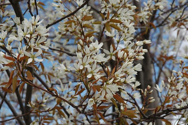 Serviceberry, Apple - Image 3