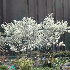 Serviceberry, Apple