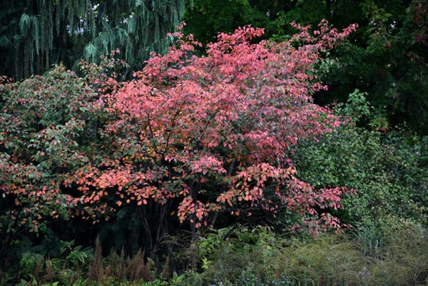 Serviceberry, Apple - Image 4