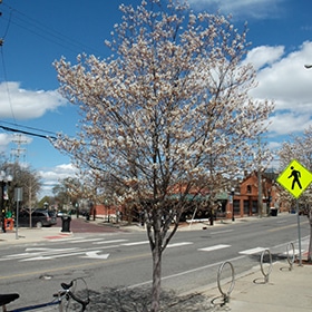 Serviceberry, Robin Hill