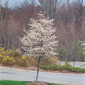 Serviceberry, Alleghany 'Cumulus'