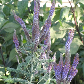 Leadplant