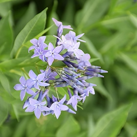 'Blue Ice' Amsonia