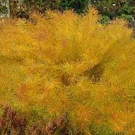'Butterscotch' Bluestar