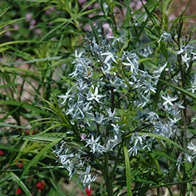 'Halfway To Arkansas' Amsonia