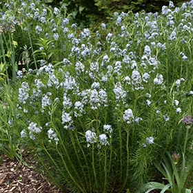 Arkansas Blue Star