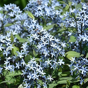 Storm Cloud' Amsonia
