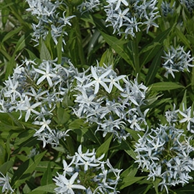 Blue Star