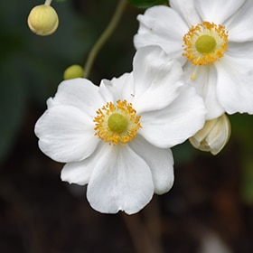'Honorine Jobert' Anemone