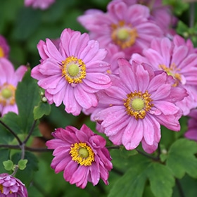 'Pamina' Anemone