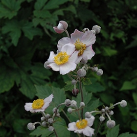 Grape Leaved Anemone