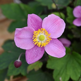 'September Charm' Japanese Anemone