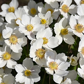 Snowdrop Anemone