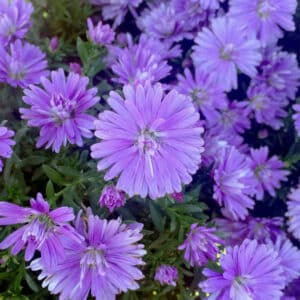 Aster 4"