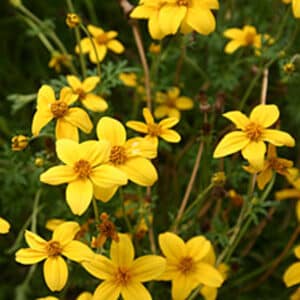 Bidens #1